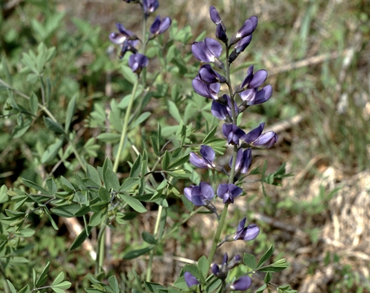 {Baptisia australis var. australis}